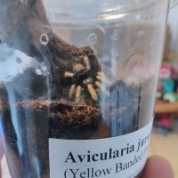 Avicularia juruensis