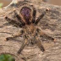 Avicularia pucallpa MF