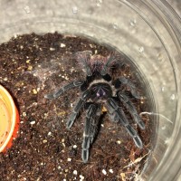 0.1 Pamphobeteus sp. platyomma