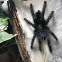 MM avicularia