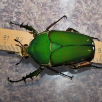 Mecynorhina torquata immaculicollis (Kraatz, 1890)