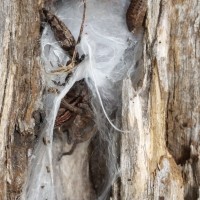 Nature Adventure 3 (Molting Prowling Spider)