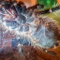 G.Pulchripes 2-3 inch