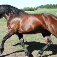 Connemara stallion JJ in action