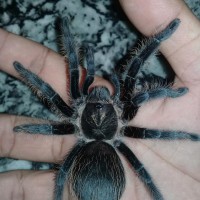 Albopilosum