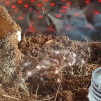 New addition, A. Geniculata