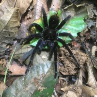 Tarantula Peru ID