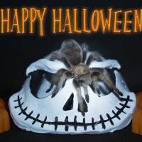 Happy Halloween!