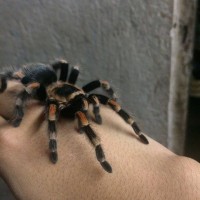 Smithi