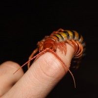 Scolopendra morsitans