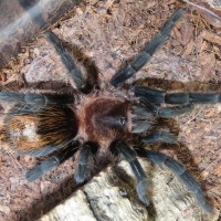 Plesiopelma sp. 'Bolivia',