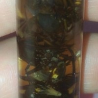 Black widows wet preserved specimen