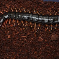 Scolopendra hainanum