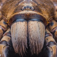 Poecilotheria subfusca