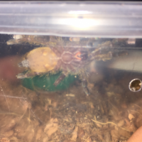 finally came out little obt sling.