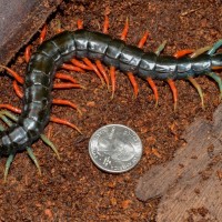 Malaysian Jewel Centipede