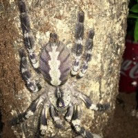 Poecilotheria Regalis