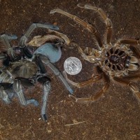 Theraphosa Apophysis Molt