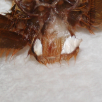 OBT