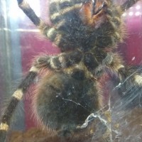 A.geniculata male or female?