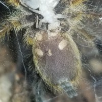 Harpactira Pulchripes Sling