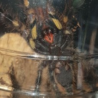 P. ornata sling