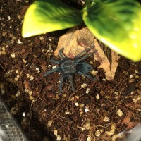 Phormictopus sp. ‘blue’