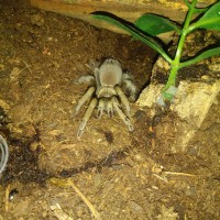 Female Aphonopelma chalcodes