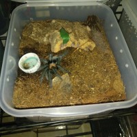 B.albiceps Molted