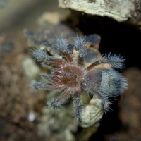 Grammostola sp. Formosa Spiderling