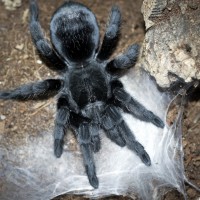 Grammostola pulchra Juvenile Female