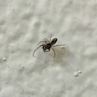 Tiny Spider