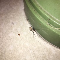 Juvenile Latrodectus