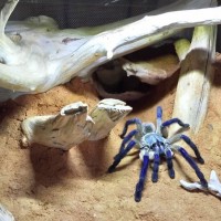 Set up for my M.balfouri (adult female)