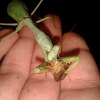 Hand feeding S.limbata