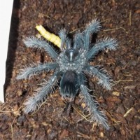 Pamphobeteus antinous