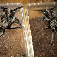 G pulchra double date :)