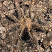 Avicularia cf. Rufa Brazil or Peru ?