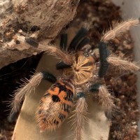 Chromatopelma Cyanopubecens