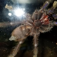 chilobrachys sp. electric blue