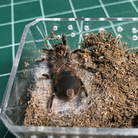 G. Pulchripes molting