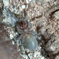 Acanthoscurria geniculata