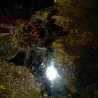 Grammostola rosea "rcf"