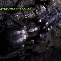 Double Folio Poecilotheria metallica