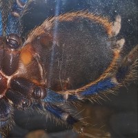 Chromatopelma cyaneopubescens [ventral sexing]