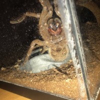 Theraphosa sp ventral ID