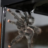 Avicularia avicularia