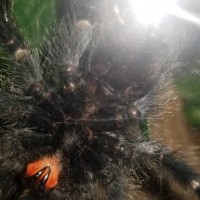 Avicularia [ventral sexing]