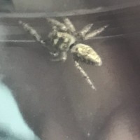 Jumping Spider ID Request #2