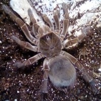 Theraphosa Stirmi